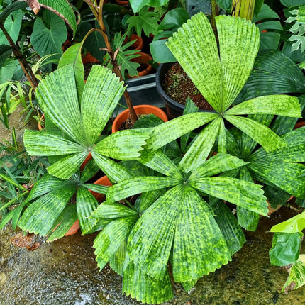 Nasiona Wietnamskiej Palmy Rajskiej - Lanonia Dasyantha