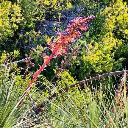 Nasiona Puya Kolczasta - Puya Coerulea