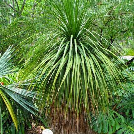 Nasiona Noliny Niedźwiedziej - Nolina Parviflora