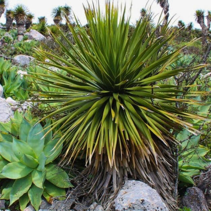 Nasiona Noliny Niedźwiedziej - Nolina Parviflora