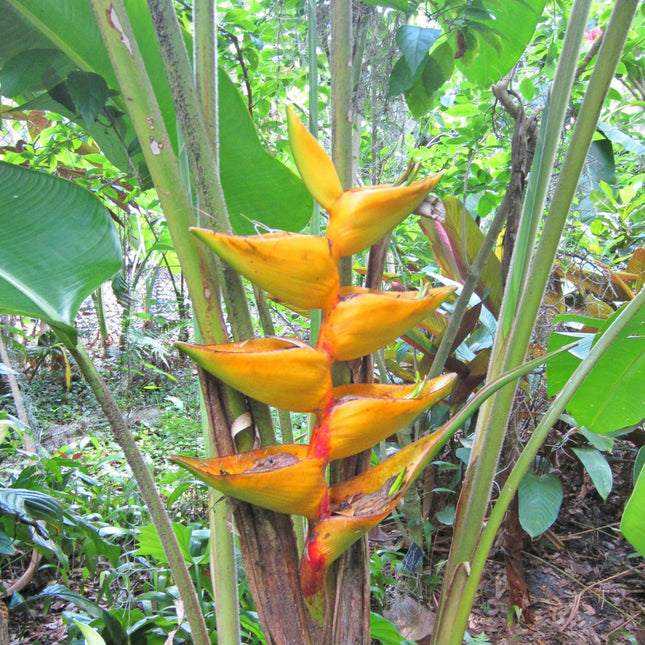 Nasiona Helikonii Złotej - Heliconia champneiana 'Maya Gold'