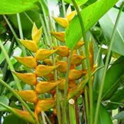 Nasiona Helikonii Złotej - Heliconia champneiana 'Maya Gold'