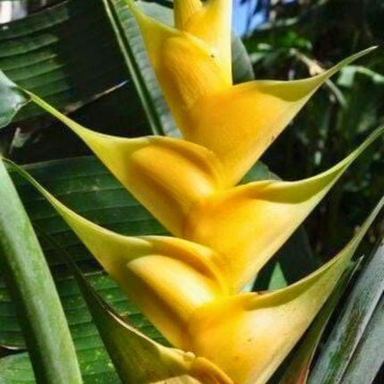 Nasiona Helikonii Złotej - Heliconia champneiana 'Maya Gold'