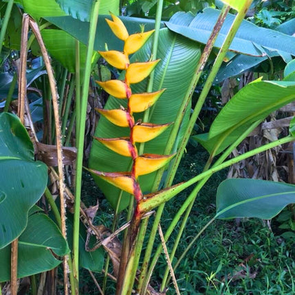 Nasiona Helikonii Złotej - Heliconia champneiana 'Maya Gold'