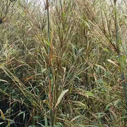 Nasiona Fargesii Guizhou - Fargesia Guizhou