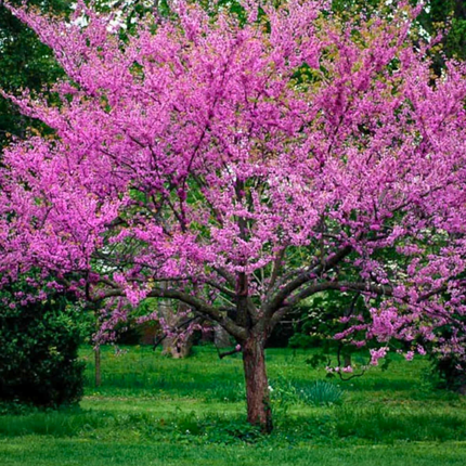 Nasiona Judaszowca Zachodniego - Cercis Occidentalis