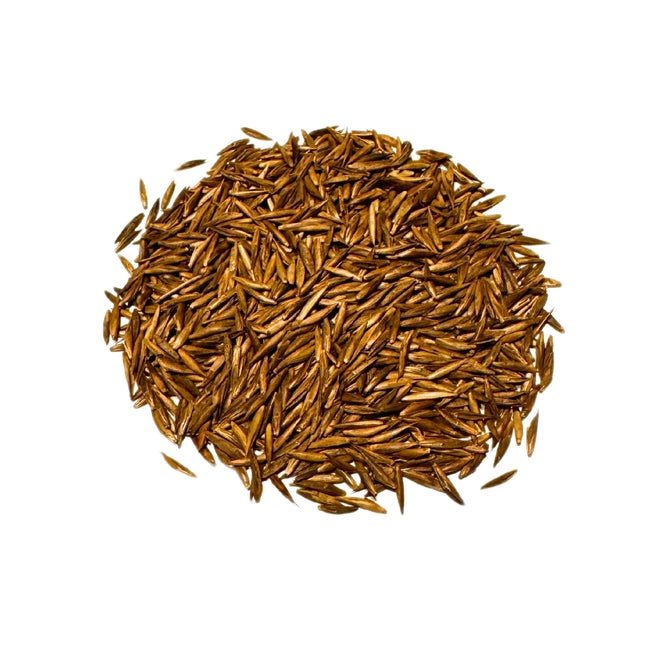 Nasiona Fargesii Guizhou - Fargesia Guizhou