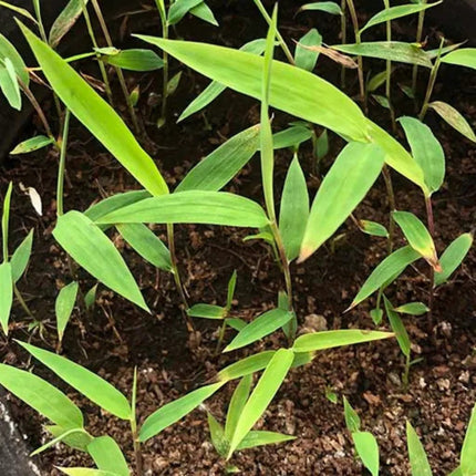 Nasiona Fargesii Guizhou - Fargesia Guizhou