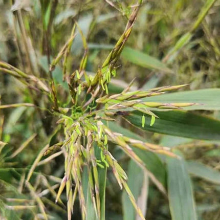 Nasiona Fargesii Guizhou - Fargesia Guizhou