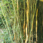 Nasiona Fargesii Guizhou (Fargesia guizhou)