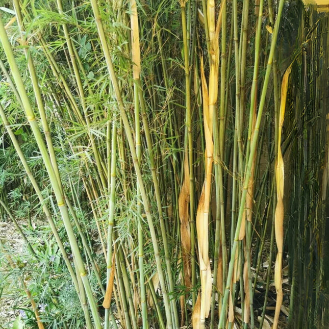 Nasiona Fargesii Guizhou - Fargesia Guizhou