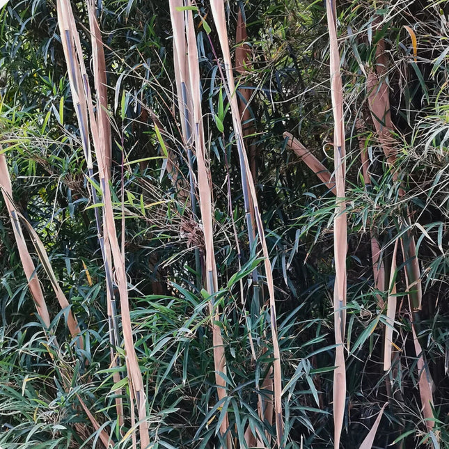 Nasiona Fargesii Southern Yunnan - Fargesia Southern Yunnan