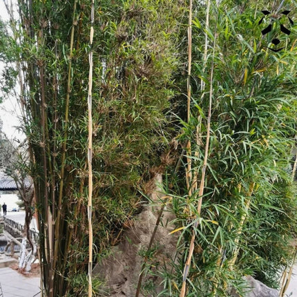 Nasiona Fargesii Southern Yunnan - Fargesia Southern Yunnan