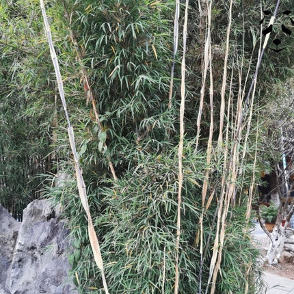 Nasiona Fargesii Southern Yunnan - Fargesia Southern Yunnan