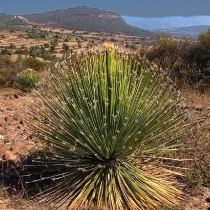 Nasiona Trawy Drzewiastej Miquihuana - Dasylirion Miquihuanense