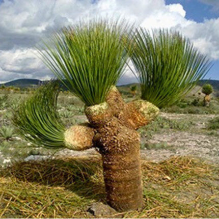 Nasiona Trawy Drzewiastej Miquihuana - Dasylirion Miquihuanense