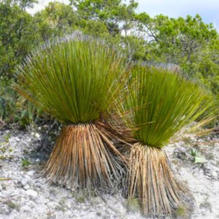 Nasiona Trawy Drzewiastej Miquihuana - Dasylirion Miquihuanense