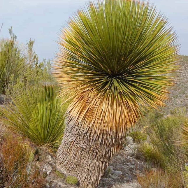 Nasiona Trawy Drzewiastej Miquihuana - Dasylirion Miquihuanense