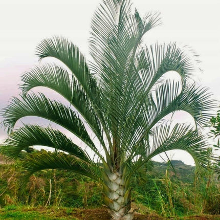 Nasiona Palmy Trójkątnej - Dypsis Decaryi