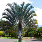 Nasiona Palmy Trójkątnej (Dypsis decaryi)