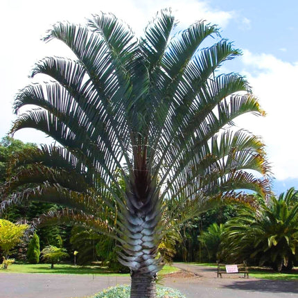 Nasiona Palmy Trójkątnej - Dypsis Decaryi