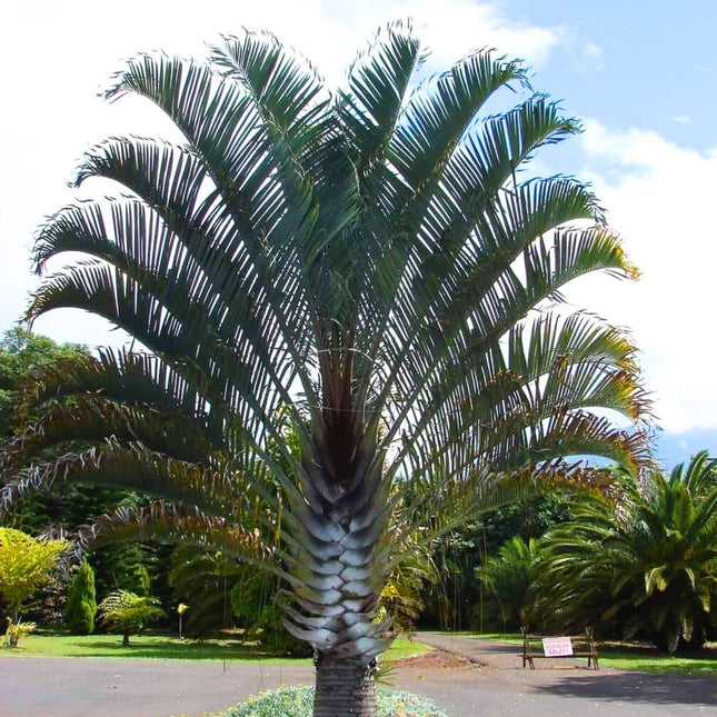 Nasiona Palmy Trójkątnej - Dypsis Decaryi