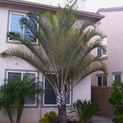 Nasiona Palmy Trójkątnej - Dypsis Decaryi