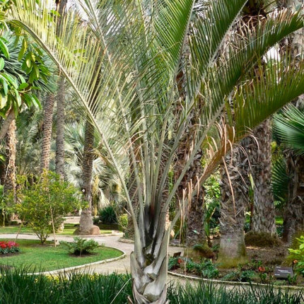 Nasiona Palmy Trójkątnej - Dypsis Decaryi
