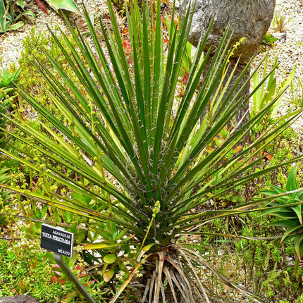 Nasiona Juki Periculosa - Yucca Periculosa
