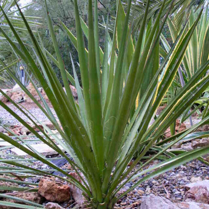 Nasiona Juki Periculosa - Yucca Periculosa