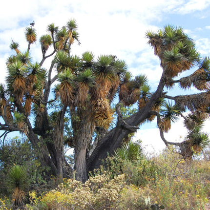 Nasiona Juki Periculosa - Yucca Periculosa