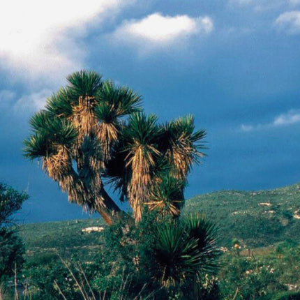 Nasiona Juki Periculosa - Yucca Periculosa