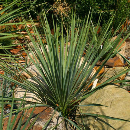 Nasiona Juki Arkansańskiej - Yucca Arkansana