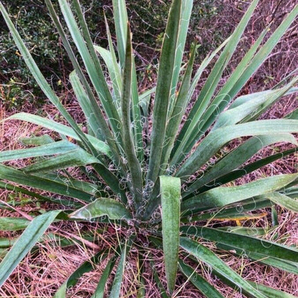 Nasiona Juki Arkansańskiej - Yucca Arkansana