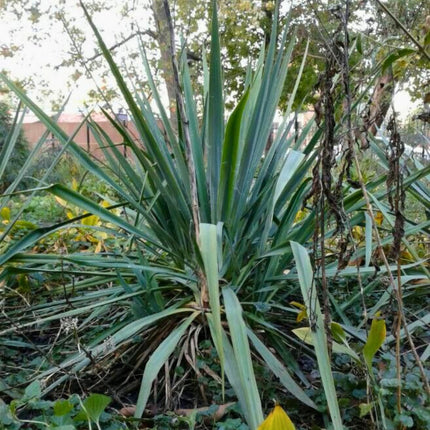 Nasiona Juki Arkansańskiej - Yucca Arkansana