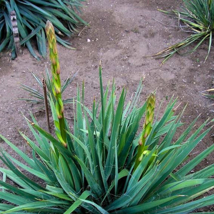 Nasiona Juki Arkansańskiej - Yucca Arkansana