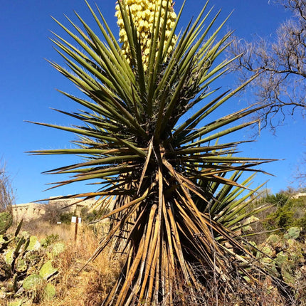 Nasiona Juki Torreyi - Yucca Torreyi