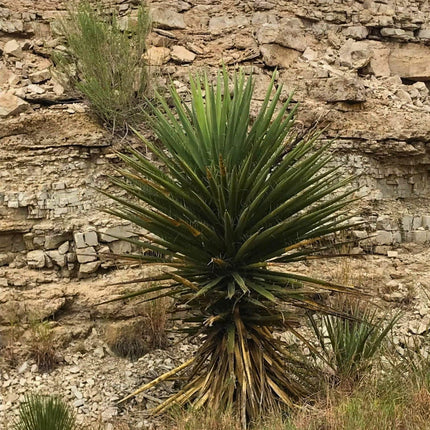Nasiona Juki Torreyi - Yucca Torreyi