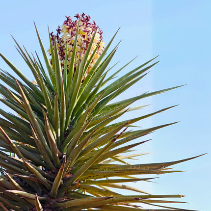 Nasiona Juki Torreyi - Yucca Torreyi