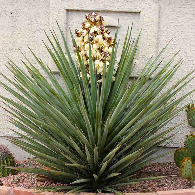 Nasiona Juki Torreyi - Yucca Torreyi