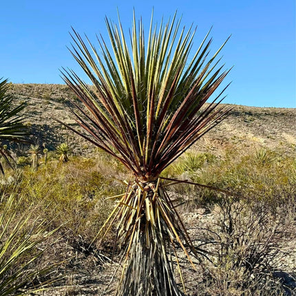 Nasiona Juki Torreyi - Yucca Torreyi