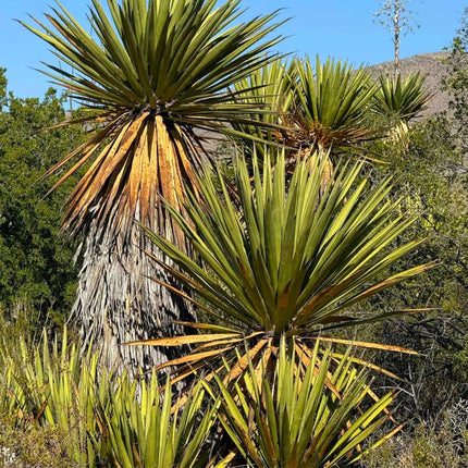 Nasiona Juki Torreyi - Yucca Torreyi