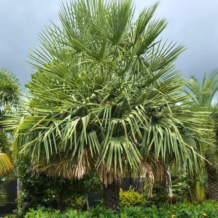 Nasiona Kopernicji Białej - Copernicia Alba