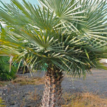 Nasiona Kopernicji Białej - Copernicia Alba