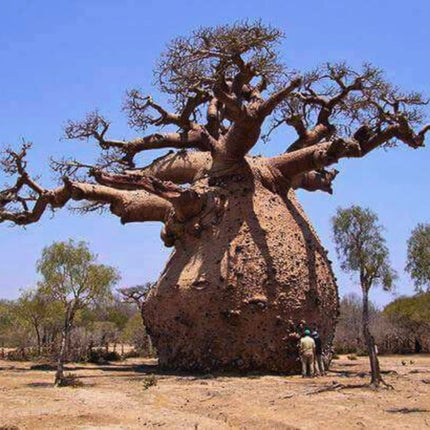 Nasiona Baobabu Afrykańskiego - Adansonia Digitata