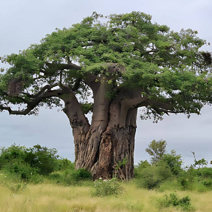 Nasiona Baobabu Afrykańskiego - Adansonia Digitata