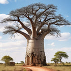 Nasiona Baobabu Afrykańskiego (Adansonia digitata)