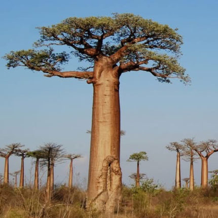 Nasiona Baobabu Afrykańskiego - Adansonia Digitata
