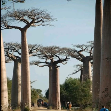 Nasiona Baobabu Afrykańskiego - Adansonia Digitata