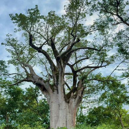 Nasiona Baobabu Afrykańskiego - Adansonia Digitata